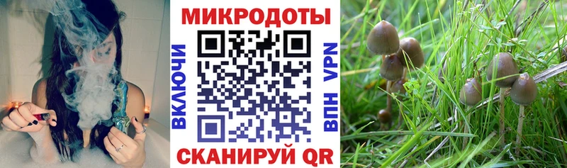 купить наркотики цена Губкин Псилоцибиновые грибы мухоморы
